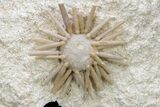 Cretaceous Fossil Urchin (Salenia) - Missour, Morocco #239999-1